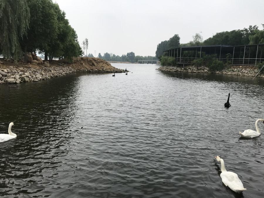 天鵝湖風(fēng)景區(qū)（泰山）速覽！(圖14)