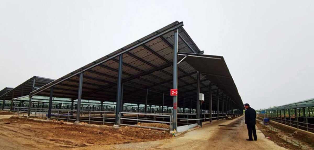 信橋鋼構(gòu)：打卡蒙陰農(nóng)業(yè)溫室大棚、青州黑牛養(yǎng)殖基地！(圖5)